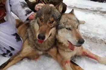 Осенне-зимний охотничий сезон стартовал в Вологодской области - vologda-poisk.ru - Вологодская обл.