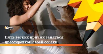 Пять веских причин заняться дрессировкой своей собаки - ridus.ru