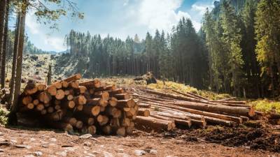 Правительство планирует покрыть лесами 1/5 территории Украины - sharij.net - Украина - Львов