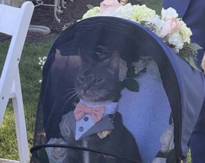 Сеть поразил элегантный кот, который принимал участие в свадебной церемонии своей хозяйки. ФОТО - enovosty.com