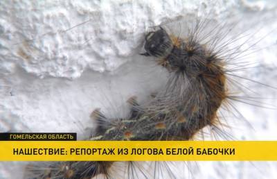 Тысячи гусениц атакуют Гомельскую область. В чем причина и откуда они взялись? - ont.by - Белоруссия - Речица