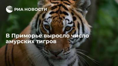 На охраняемых территориях Приморья выросло число редких амурских тигров - ria.ru - Россия - Приморье край - Владивосток