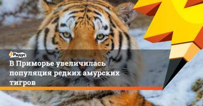 В Приморье увеличилась популяция редких амурских тигров - ridus.ru - Приморье край