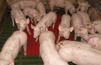 На рынке свинины формируется дефицит - agroportal.ua - Украина