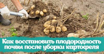 Сосед выкопал картофель первым, позвал на участок и похвастался способом сделать почву плодородной - skuke.net
