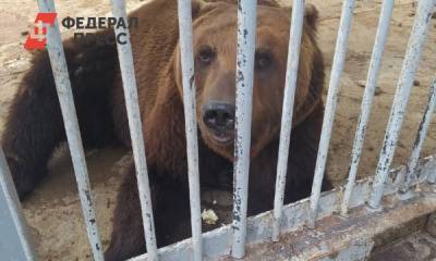 Карен Даллакян - Активисты бьют тревогу из-за саткинского медведя в грязном вольере - fedpress.ru - Челябинская обл. - Челябинск