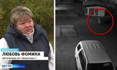«За кучей сидит и караулит собаку мне». Жители карельского города рассказали о нашествии волков - gubdaily.ru - Костомукши