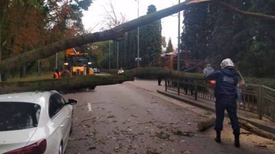 Упавшее на легковушку дерево на одной из центральных улиц Воронежа убрали с дороги - vestivrn.ru - Воронеж