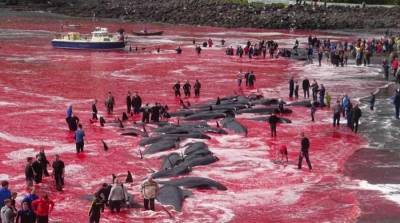 Массовое уничтожение дельфинов и китов произошло у Фарерских островов - runews24.ru - Фарерские Острова