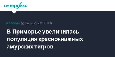 В Приморье увеличилась популяция краснокнижных амурских тигров - interfax.ru - Москва - Россия - Приморье край