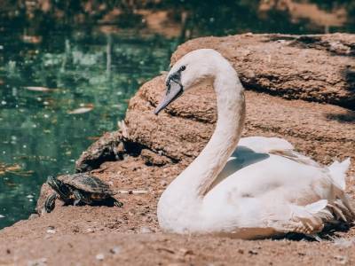 В челябинском зоопарке уничтожат часть птиц из-за вспышки птичьего гриппа - u24.ru - Челябинская обл. - Челябинск