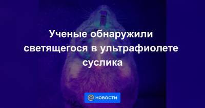 Ученые обнаружили светящегося в ультрафиолете суслика - news.mail.ru