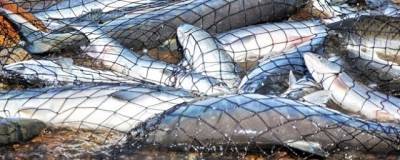 В Магаданской области выловили наибольшее количество горбуши за последние 10 лет - runews24.ru - Магаданская обл.