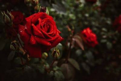 Что нельзя сажать рядом с розами: ошибки, из-за которых плачут огородники - skuke.net