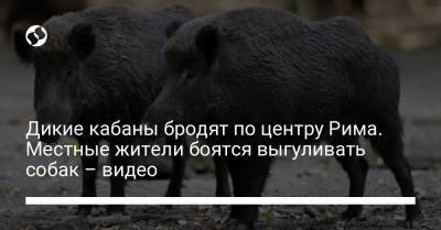 Дикие кабаны бродят по центру Рима. Местные жители боятся выгуливать собак – видео - liga.net - Украина - Италия - Рим