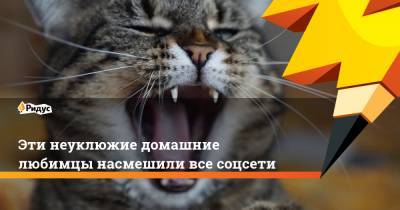Эти неуклюжие домашние любимцы насмешили все соцсети - ridus.ru