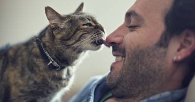Средоточие любви. Какие породы кошек самые дружелюбные - focus.ua - Украина