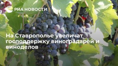 На Ставрополье увеличат господдержку виноградарей и виноделов - smartmoney.one - Ставрополье