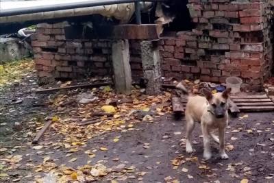 В Тверской области щенка привязали к теплотрассе и бросили без еды и лежанки - tver.mk.ru - Тверская обл. - Ржев