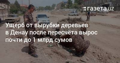 Ущерб от вырубки деревьев в Денау после пересчёта вырос почти до 1 млрд сумов - gazeta.uz - Узбекистан