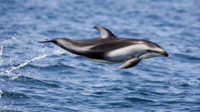 Эколог рассказал о традиции убийства дельфинов на Фарерских островах - 5-tv.ru - Фарерские Острова - Экология