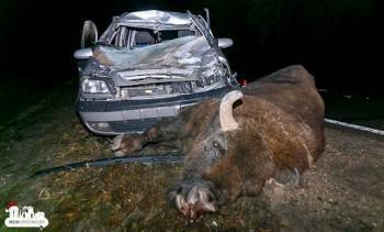 Погибшего под колесами вологодского автолюбителя зубра оценили в 518 тыс. рублей - vologda-poisk.ru - Вологодская обл.