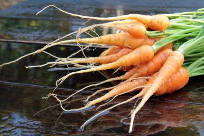 Мелкая морковь: почему такая выросла и куда ее девать - skuke.net