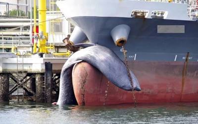 В гавань прибыл корабль с мертвым китом на носу - korrespondent.net - Украина - Япония