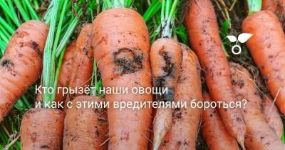 Кто грызёт наши овощи и как с этими вредителями бороться? - skuke.net - Красноярский край - Ленинградская обл. - Оренбургская обл. - Тамбовская обл. - Курск - Липецкая обл.