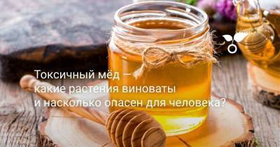 Токсичный мёд — какие растения виноваты и насколько он опасен для человека? - skuke.net - Россия - США