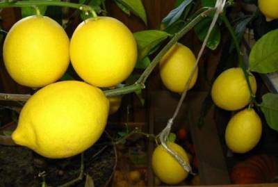 Ухаживаем за лимоном в домашних условиях - skuke.net