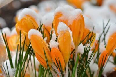 10 сортов крокусов, которые первыми принесут весну в ваш сад - skuke.net