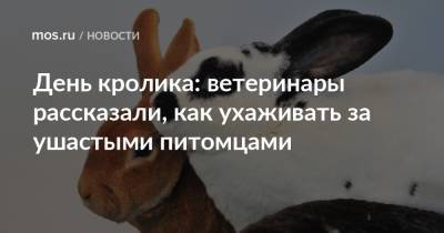 День кролика: ветеринары рассказали, как ухаживать за ушастыми питомцами - mos.ru - Москва