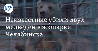 Неизвестные убили двух медведей в зоопарке Челябинска - ura.news - Челябинск