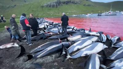 Бессмысленная жестокость: на Фарерских островах убили полторы тысячи дельфинов - tvc.ru - Фарерские Острова