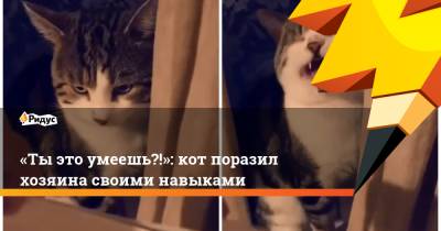 «Тыэто умеешь?!»: кот поразил хозяина своими навыками - ridus.ru