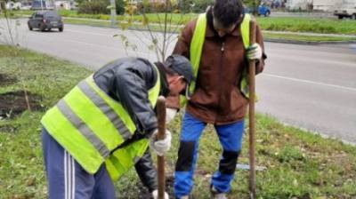 До середины октября в Пензе посадят около 1 000 деревьев - penzainform.ru - Пенза - Благоустройство