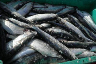 Сельдь без документов полгода хранило в морозильной камере карельское предприятие - karel.mk.ru - республика Карелия
