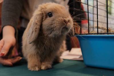 День кролика: столичные ветеринары рассказали, как ухаживать за ушастыми питомцами - vm.ru