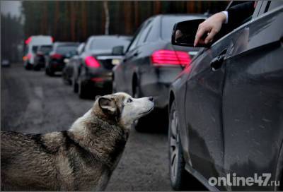Дорожники провели операцию по спасению собаки на КАД - online47.ru