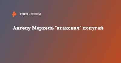 Ангела Меркель - Ангелу Меркель "атаковал" попугай - ren.tv - Германия