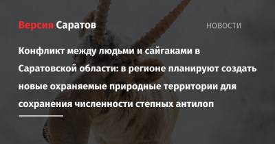 Конфликт между людьми и сайгаками в Саратовской области: в регионе планируют создать новые охраняемые природные территории для сохранения численности степных антилоп - nversia.ru - Россия - Саратовская обл. - Саратов - Астраханская обл. - Волгоградская обл.