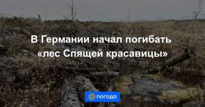 В Германии начал погибать «лес Спящей красавицы» - news.mail.ru - Германия