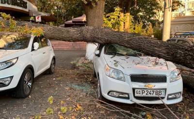 В Ташкенте упавшее дерево повредило три автомобиля - podrobno.uz - Узбекистан - Ташкент - район Мирабадский