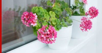 Порадуют зимой: 5 комнатных растений, цветущих круглый год - profile.ru