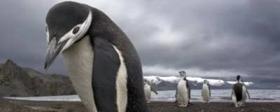 В Новой Зеландии нашли останки гигантского древнего пингвина - runews24.ru - США - Новая Зеландия