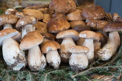 Рязанцам рассказали, как правильно собирать и готовить грибы - 7info.ru - Россия