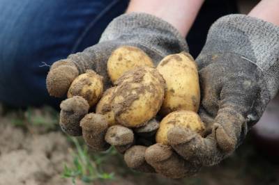 Мнение: Картофелеводы не готовы к кооперации - agroportal.ua - Украина - Киев - Полтавская обл. - шт. Аризона - Полтава