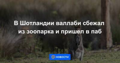 Анна Лысенко - В Шотландии валлаби сбежал из зоопарка и пришел в паб - news.mail.ru - Шотландия