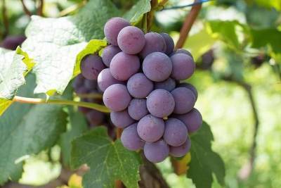 Врачи составили список фруктов и ягод, которые нельзя сочетать с алкоголем - actualnews.org - Виноград